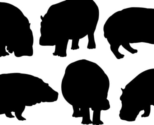 Animal shadows on a white background