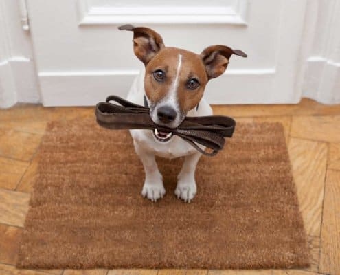 Dog Holding leash in-front of the door