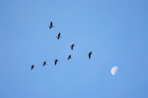 birds flying in a V-shaped form