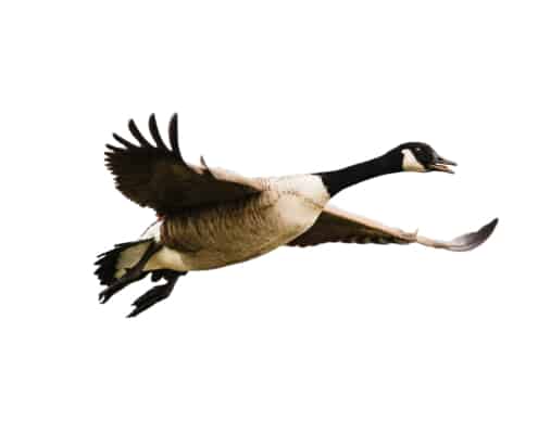 Goosebumps from a Goose Encounter of the Close Kind