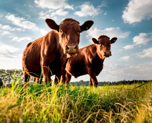 No Beef with this Family Resemblance